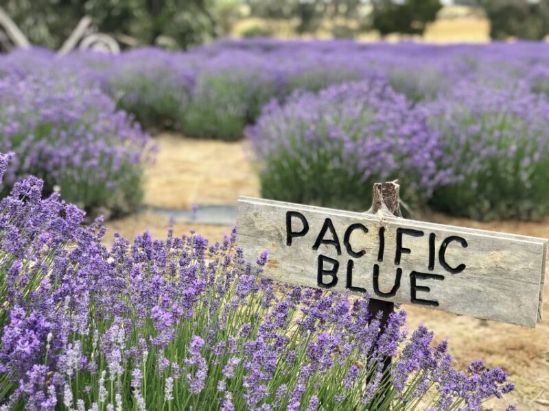 Kangaroo Island Food & Wine Tour - Honey Tasting and Bees