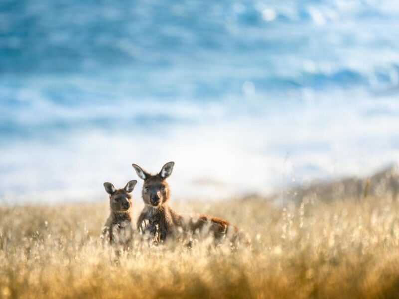 Kangaroo Island Lighthouse, Kangaroos and Wine Tasting - Itinerary Highlights