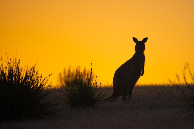 Kangaroo Island Luxury Small Group Flinders Chase Focus Full Day Tour - Itinerary Highlights