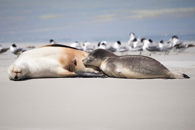 Kangaroo Island Luxury Small Group Island Life Full Day Tour - Key Points