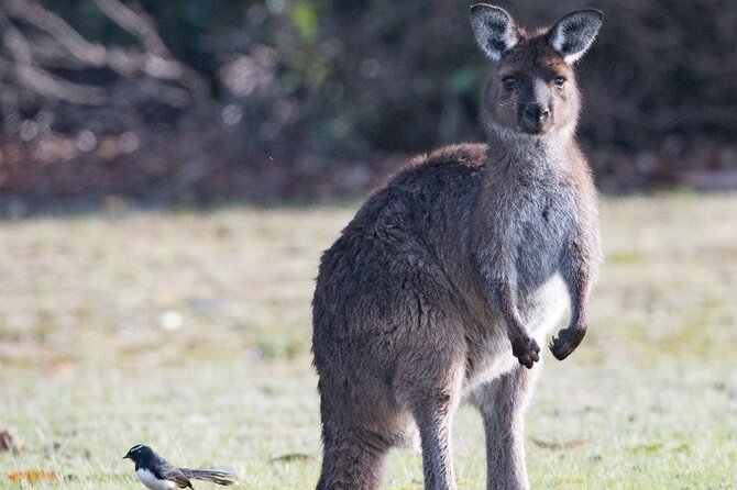 Kangaroo Island Luxury Small Group Island Life Full Day Tour - Included Experiences