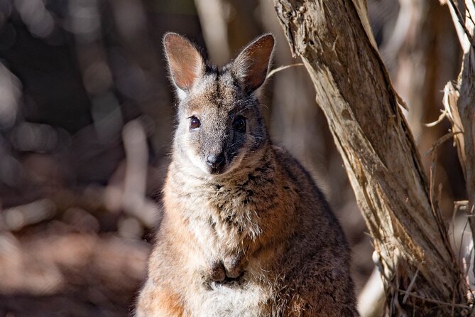 Kangaroo Island Luxury Small Group Island Life Full Day Tour - Booking and Accessibility
