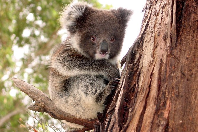 Kangaroo Island Luxury Small Group Island Life Full Day Tour - Stunning Landscapes and Wildlife