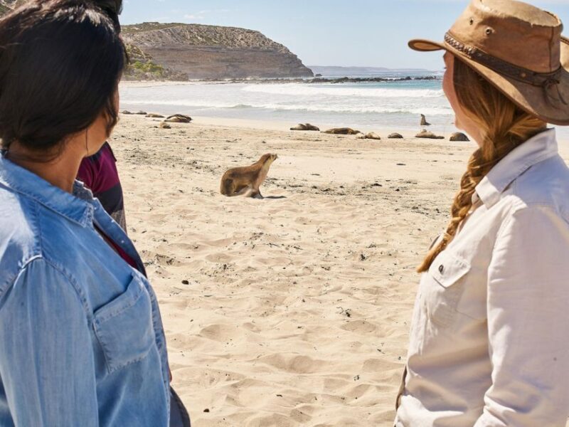 Kangaroo Island Seal Bay Beach Experience - Guided Tour - Key Points