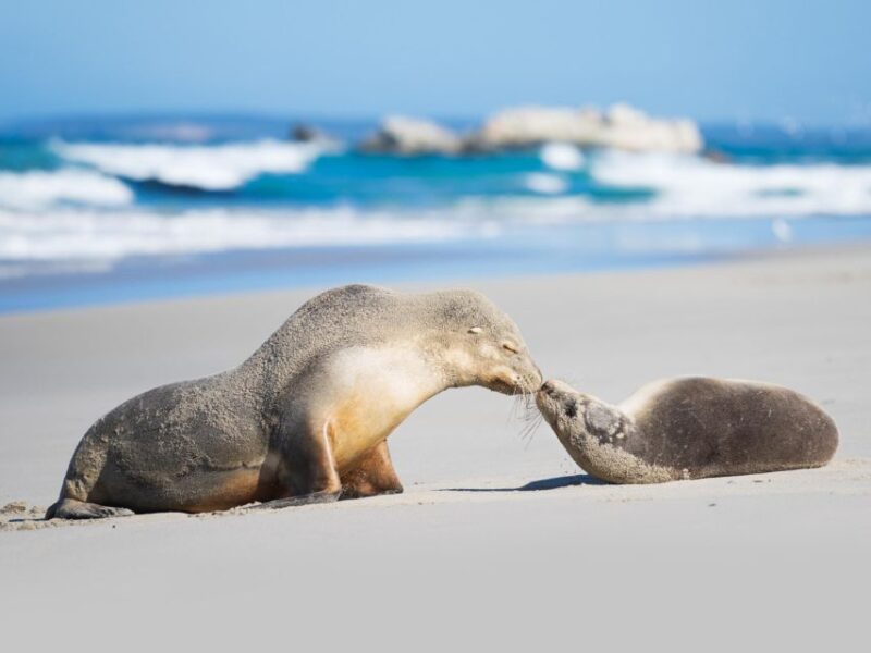 Kangaroo Island Seal Bay Beach Experience - Guided Tour - Pricing and Booking