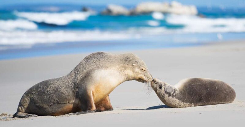 Kangaroo Island Seal Bay Beach Experience - Guided Tour - Location and Highlights