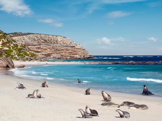 Kangaroo Island Seal Bay Beach Experience - Guided Tour - Pickup and Return