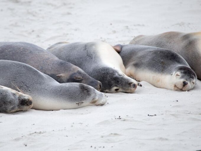 Kangaroo Island Seal Bay Beach Experience - Guided Tour - Additional Details