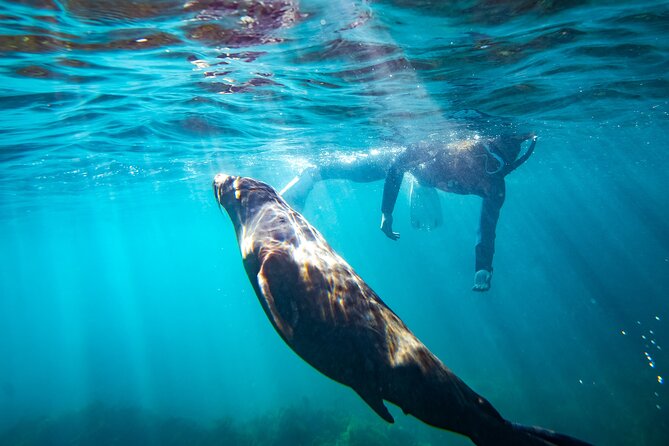 Kangaroo Island - Swim With Dolphins/Seals/Coastal Snorkel - Included in the Tour