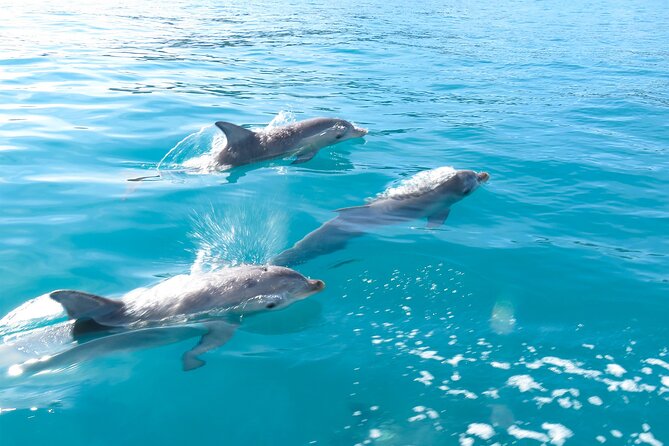 Kangaroo Island - Swim With Dolphins/Seals/Coastal Snorkel - Booking and Pricing