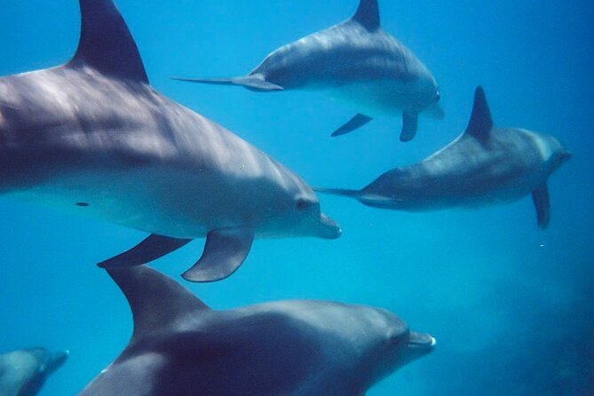 Kangaroo Island - Swim With Dolphins/Seals/Coastal Snorkel - Accessibility and Recommendations