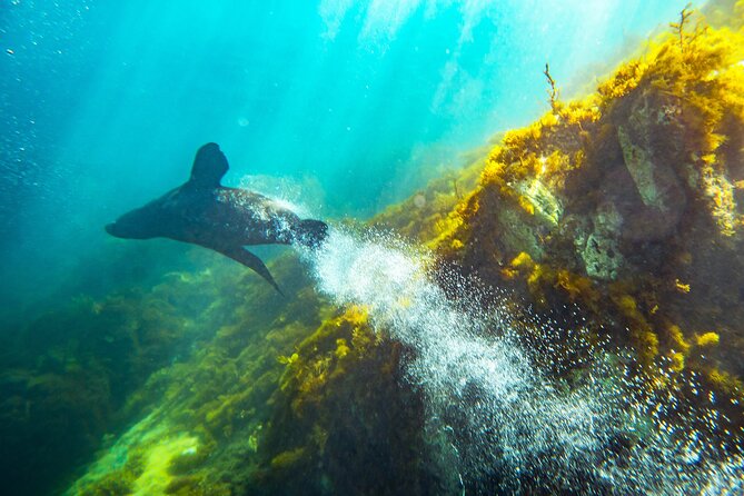 Kangaroo Island - Swim With Dolphins/Seals/Coastal Snorkel - Confirmation and Cancellation Policy