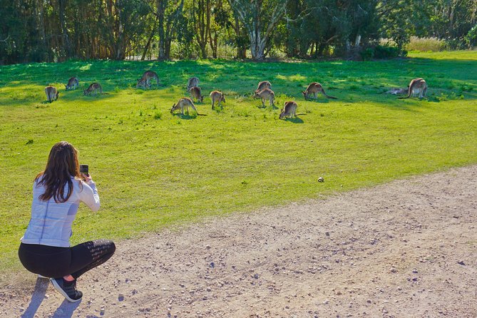 Kangaroo Watching & Koala Spotting Private Tour - Meeting and Pickup
