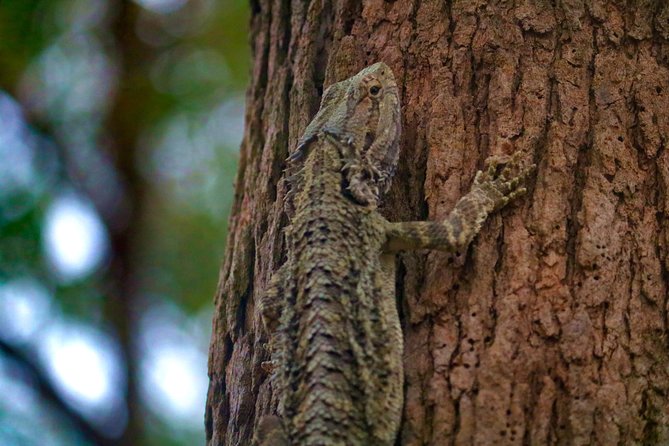 Kangaroo Watching & Koala Spotting Private Tour - Pricing and Cancellation Policy