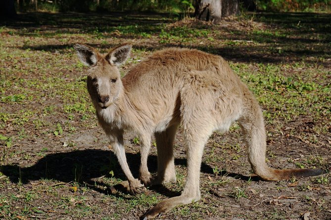 Kangaroo Watching & Koala Spotting Private Tour - Highlights and Experiences