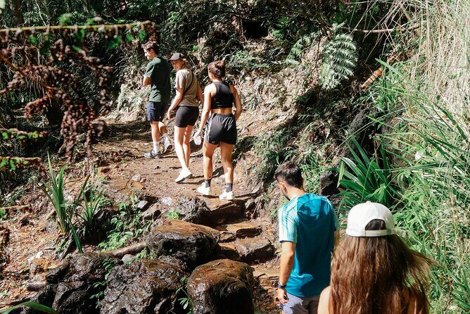 Kangaroos, 6 Springbrook Waterfalls and Natural Bridge Day Tour - Purlingbrook Falls: A Showstopper