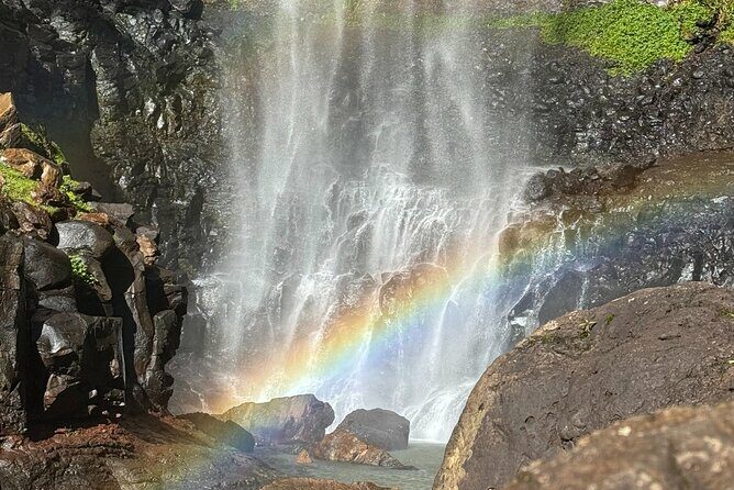 Kangaroos, 6 Springbrook Waterfalls and Natural Bridge Day Tour - The Natural Wonder: Natural Bridge