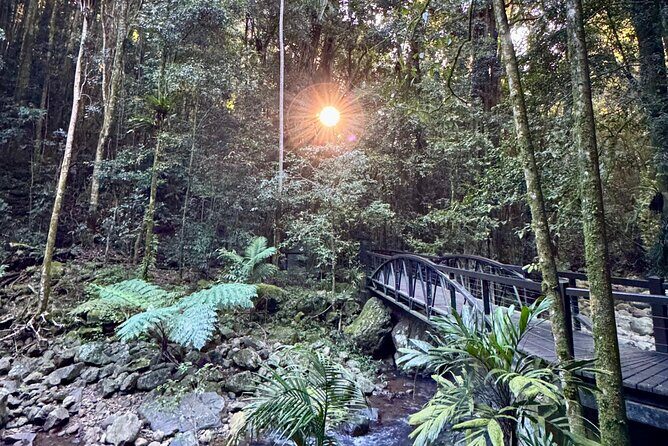 Kangaroos, 6 Springbrook Waterfalls and Natural Bridge Day Tour - What to Expect: The Overall Experience