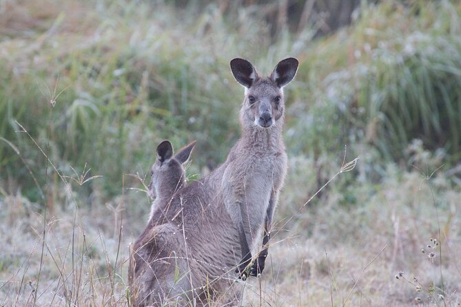 Kangaroos, Mangroves and the Ocean - Tour Logistics