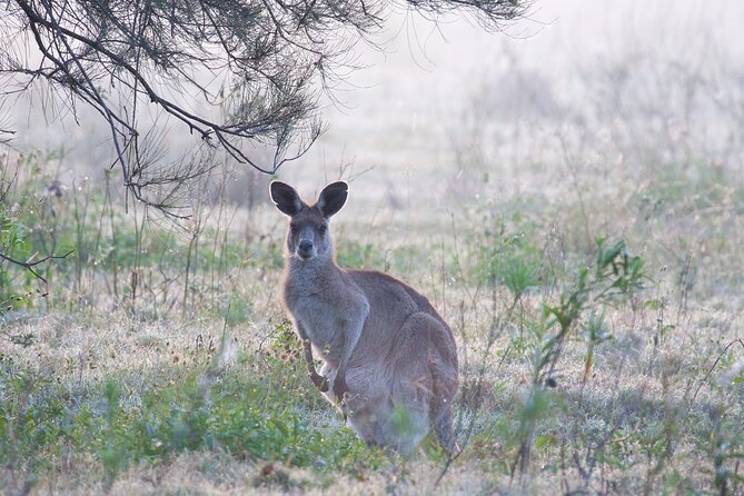 Kangaroos, Mangroves and the Ocean - Kangaroo Encounters