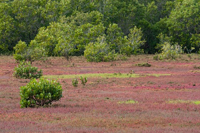 Kangaroos, Mangroves and the Ocean - Mangrove Exploration