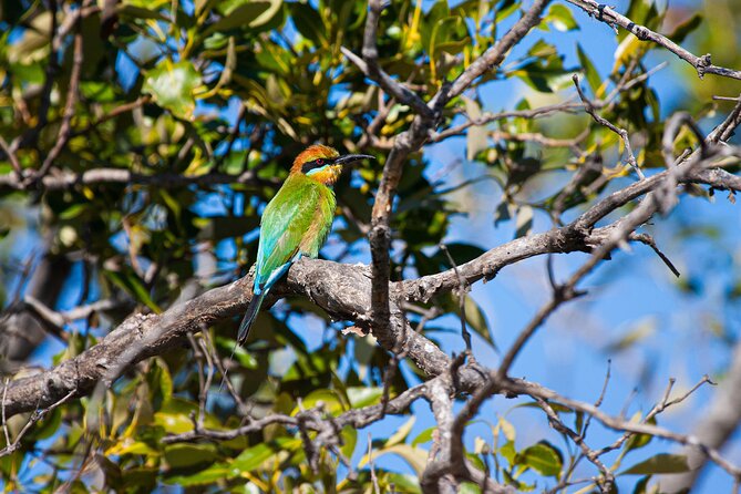 Kangaroos, Mangroves and the Ocean - Scenic Coastline