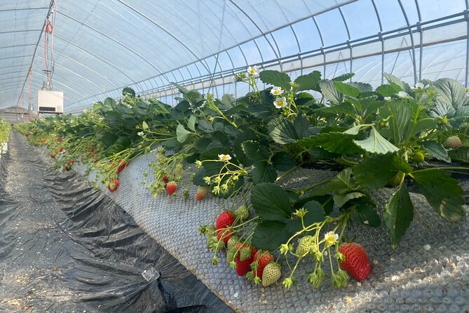 Kanko Strawberry Yamashiroen in Yamanashi - Snacks and Souvenirs