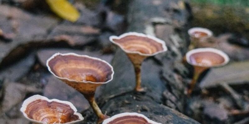 Kanneliya Forest Discovery: Guided Nature Expedition - Key Points