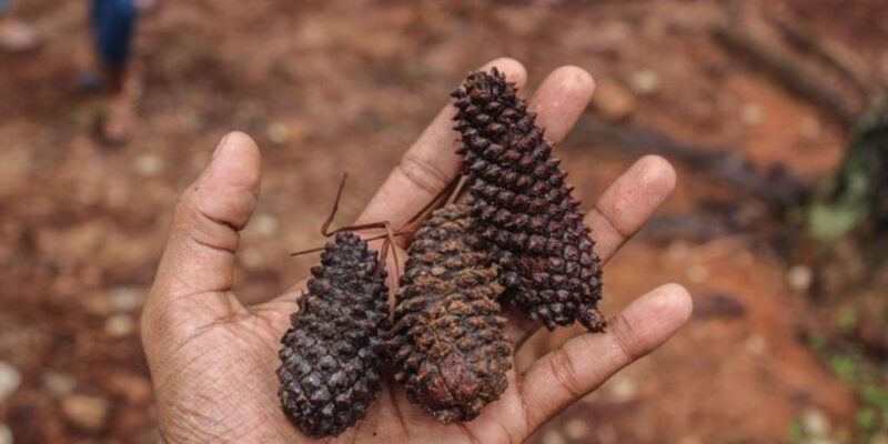 Kanneliya Forest Discovery: Guided Nature Expedition - Forest Significance