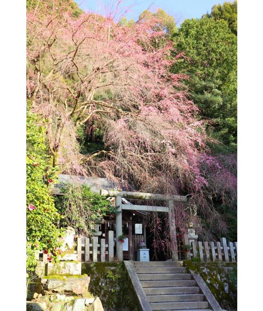 Kansai 10-Hour Chartered Day Trip | Kyoto - Customizable Itinerary