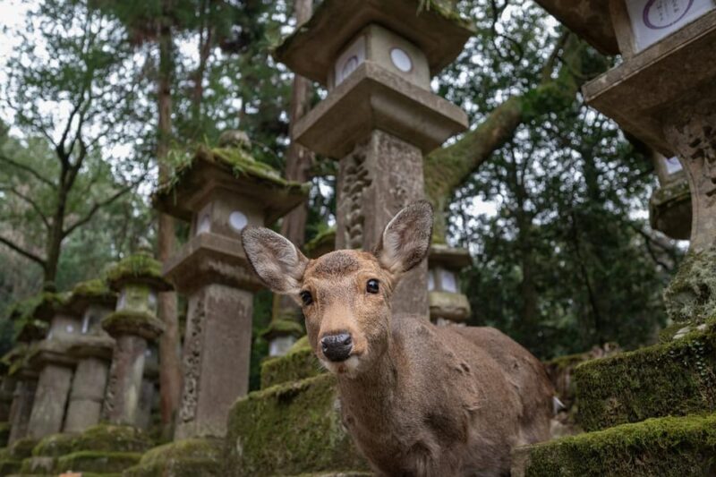 Kansai 10-Hour Chartered Day Trip | Nara City - Route 1: Todaiji to Wakakusayama