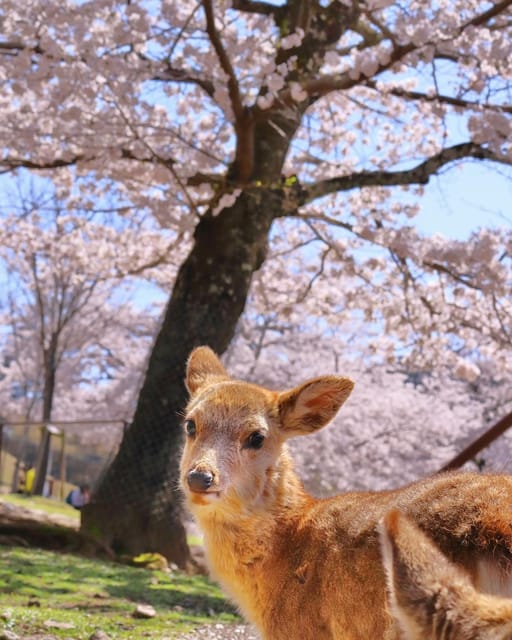Kansai 10-Hour Chartered Day Trip | Nara City - Route 2: Kofukuji to Nara Museum