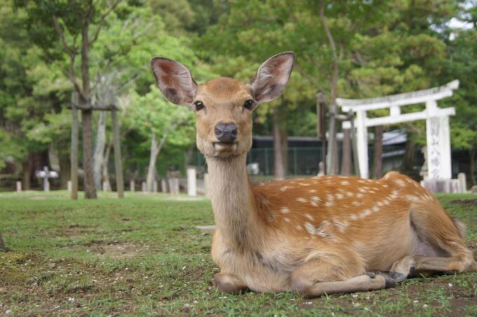 Kansai 10-Hour Chartered Day Trip | Nara City - Cancellation and Payment Policy