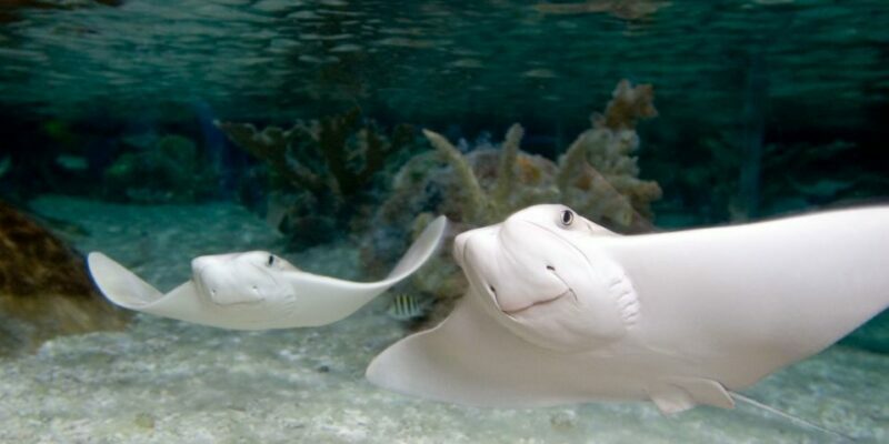 Kansas City: SEA LIFE Kansas City Aquarium General Admission - The Sum Up
