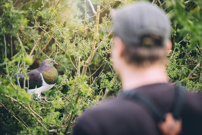 Kapiti Island Classic Guided Day Tour - Positive Feedback