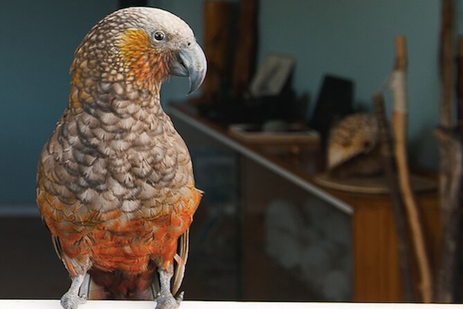 Kapiti Island Classic Guided Day Tour - Wildlife Sightings