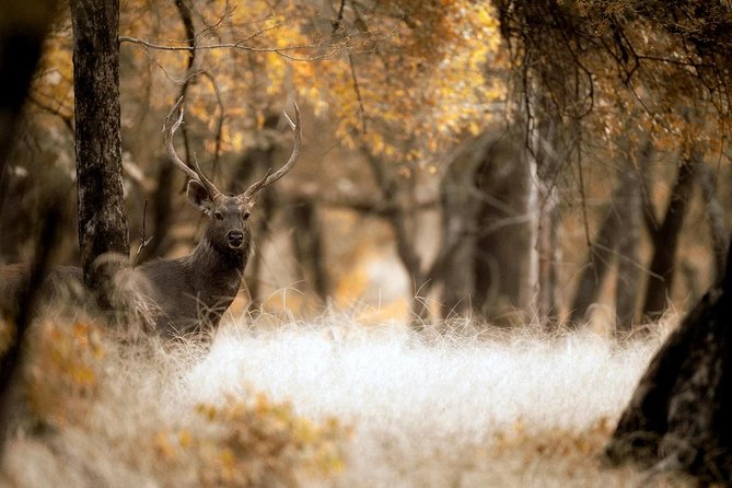 Karauli Village & Wildlife Tour From Jaipur - Itinerary