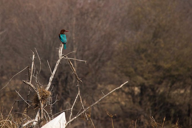 Karauli Village & Wildlife Tour From Jaipur - What to Expect