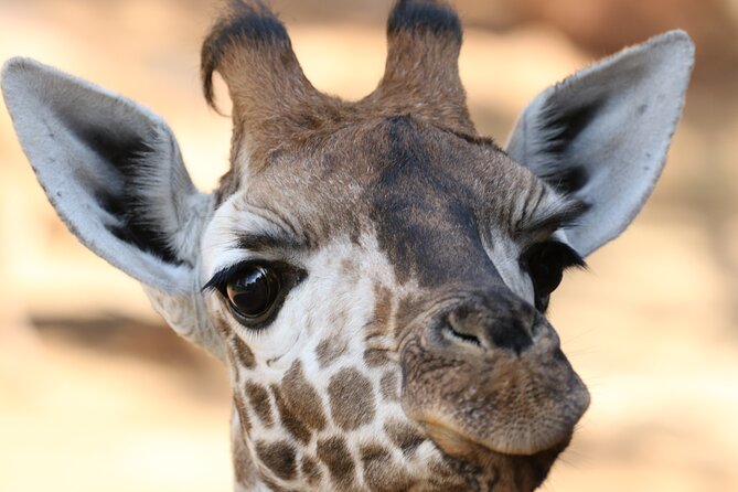 Karen Blixen Museum, Beads Craft and Giraffe Day Tour - Karen Blixen Museum