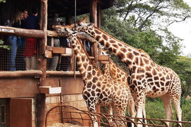 Karen Blixen Museum & Giraffe Centre Half Day Tour - Highlights of the Experience