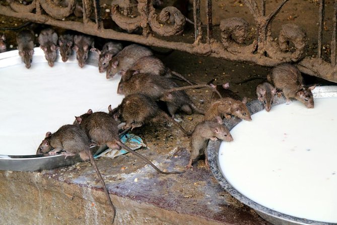 Karni Mata Temple (A Unique Rat Temple) Near Bikaner - Rituals and Beliefs