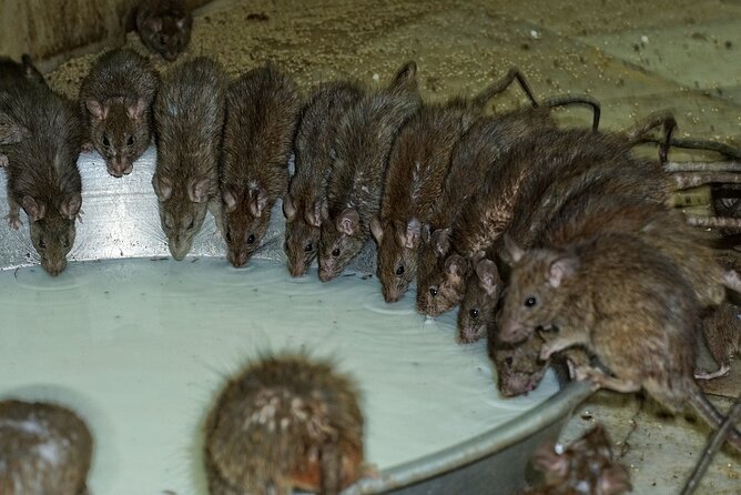 Karni Mata Temple (A Unique Rat Temple) Near Bikaner - Accessibility Considerations