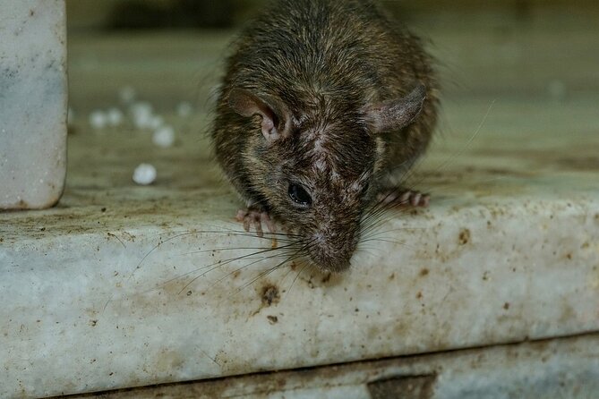 Karni Mata Temple (A Unique Rat Temple) Near Bikaner - Architectural Highlights