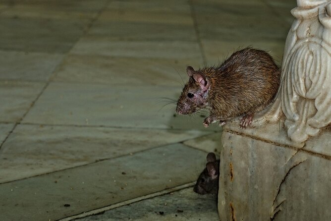 Karni Mata Temple (A Unique Rat Temple) Near Bikaner - Rituals and Beliefs