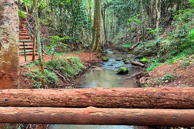Karura Forest Nature Trail - Positive Feedback From Reviewers