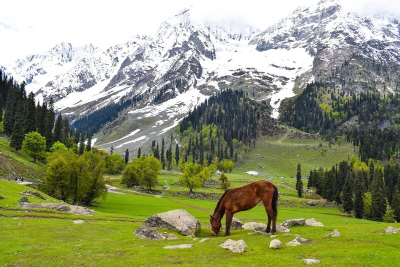 Kashmir Tour Srinagar Gulmarg Pahalgam Sonamarg Hotels Cab - Key Points
