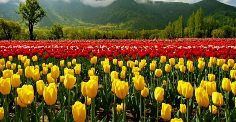 Kashmir Tour Srinagar Gulmarg Pahalgam Sonamarg Hotels Cab - Frequently Asked Questions