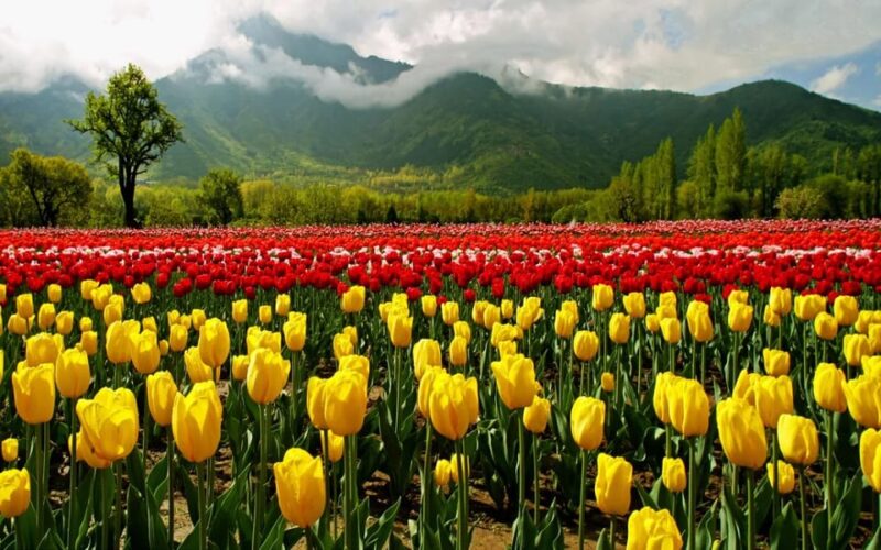 Kashmir Tour Srinagar Gulmarg Pahalgam Sonamarg Hotels Cab - Recap