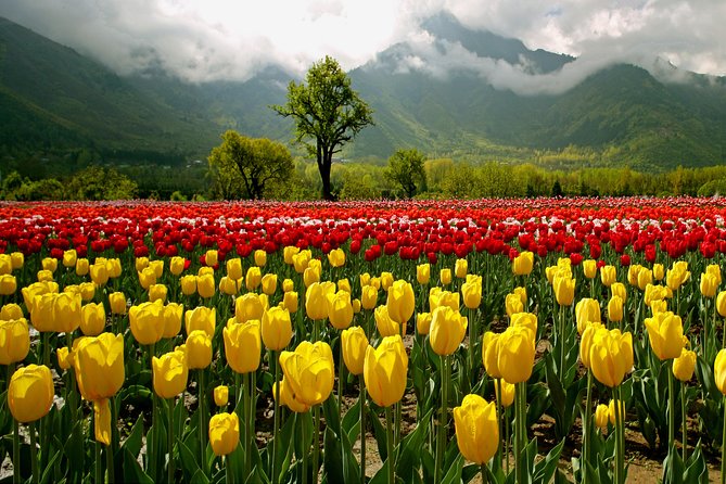 Kashmir Tulip Festival - Inclusions and Exclusions
