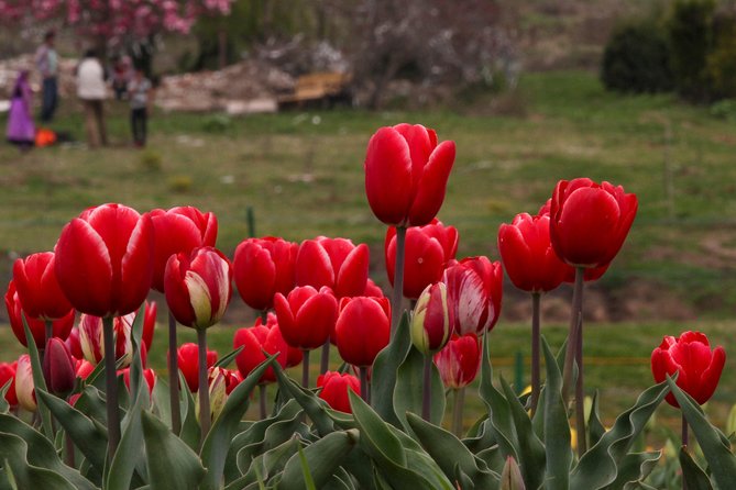 Kashmir Tulip Festival - Best Time to Visit